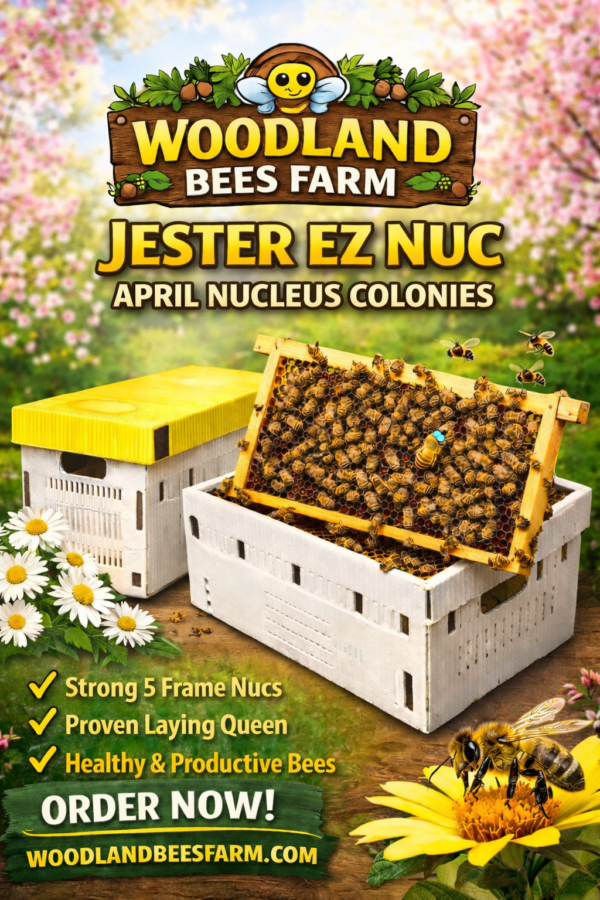 April 2026 – 5 Frame Nucleus Colony – Woodland Bees